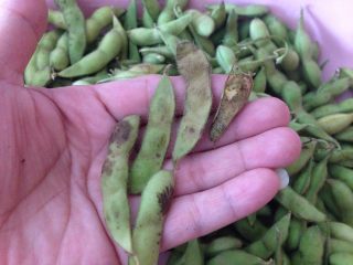 1、麻辣盐水毛豆,毛豆先择去坏豆和黄叶