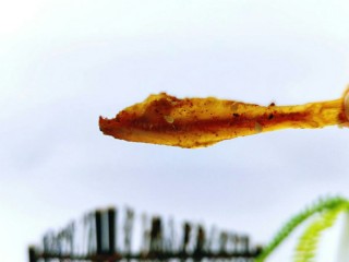 11、#看球必备的零食&香辣小公鱼干,我要开动喽～看世界杯的下酒菜。