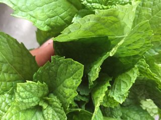 7、爆炒牛杂,薄荷叶洗干净