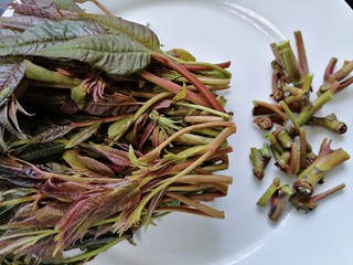 2、凉拌香椿,将香椿老的部分切除