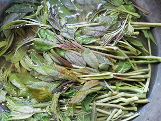 4、凉拌香椿,放入锅内焯水