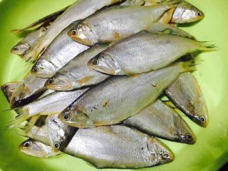 1、花刀马口鱼,新鲜的马口鱼