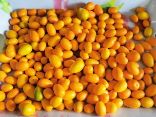 3、咸金桔【腌制方法】,捞起来冲洗一遍，沥干水份。