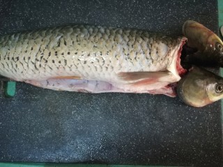 1、鱼腩腐竹煲,买回来的新鲜草鱼清洗干净