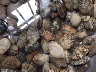 1、蛤蜊蒸蛋,用水养半个小时吐沙