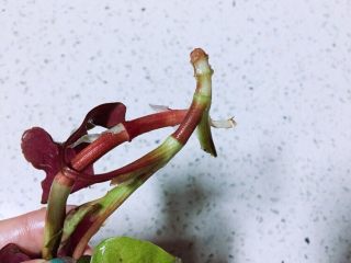 4、春季野菜~开胃酸辣折耳根（叶）,去掉根须泥土