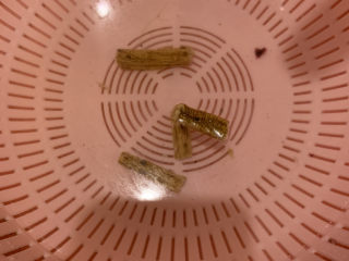 3、五子毛桃炖鸡汤,党参洗干净，切成4段，沥干水