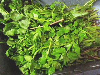 1、#爽口凉菜#凉拌野菜水芹菜,水芹菜,摘好洗净