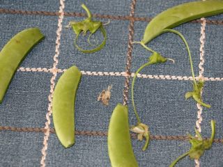 1、腊肉炒甜豆,甜豆撕去头尾