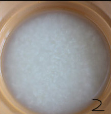 2、腊味煲仔饭,泡大米,一般最少要泡一个小时左右,这样煲出来的饭不会夹生,煲饭的水最好比平时稍微少放一些