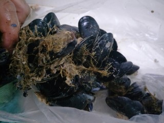 1、原汁贻贝,准备食材海红两斤。