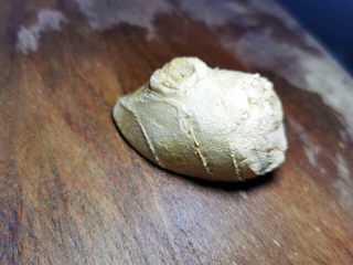 4、黄焖冬笋鸡,姜