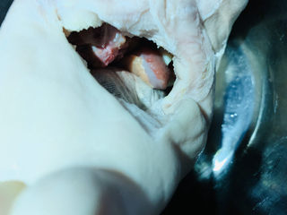 11、胡椒猪肚鸡,猪肚开的口比较小，切块的鸡肉刚好可以塞进去；