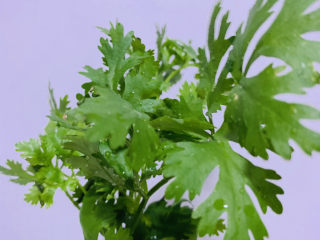 3、凉拌牛百叶,香菜洗干净，再用凉开水冲洗；