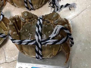 3、清蒸阳澄湖大闸蟹,选择阳澄湖大闸蟹，体大膘肥，青壳白肚，金爪黄毛，肉质鲜嫩、膏腻。上品公蟹200多克。