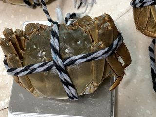 4、清蒸阳澄湖大闸蟹,上品母蟹150多克。大闸蟹上笼蒸煮的时候检查一下是否活的，死的大闸蟹蒸熟是臭的，且不能食用，有毒。