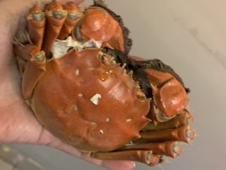 7、清蒸阳澄湖大闸蟹,新鲜的大闸蟹蒸熟后有遗漏出了一点蟹膏是正常现象。