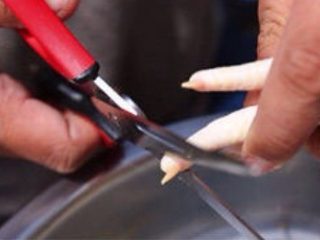 2、天生吃货秘制凤爪,剪指甲:鸡爪子的指甲里有残留的细菌,是洗不掉的,而且吃起来会影响整体口感,所以需要提前剪掉。这是个极其需要耐心的活儿,也是制作这道菜面临的第一个费时费力的环节。