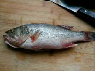 1、自创【清蒸开屏鲈鱼】,准备好的鲈鱼。