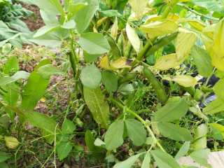 1、孔乙己爱吃的香酥茴豆,地里的茴豆，没多少管理，有点小，可是人家味道好哦