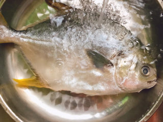 3、清蒸王特鲳鱼,王特鲳鱼冲洗干净去鳃去内脏，用厨房煮纸巾擦干水分，摸上姜粉