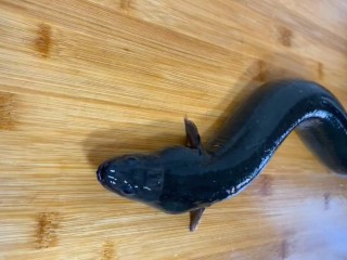 1、老干妈蒸鳗鱼,准备一条新鲜的鳗鱼