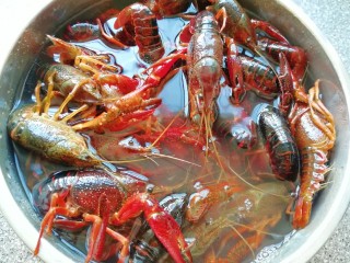 1、青花椒辣卤小龙虾,小龙虾买回来先用水养上一个小时左右，吐一吐脏东西。