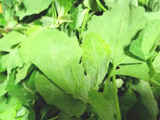 1、凉拌灰灰菜,灰灰菜摘干净