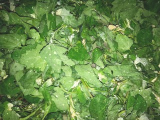 2、凉拌灰灰菜,多冲洗几次，用凉水泡一会