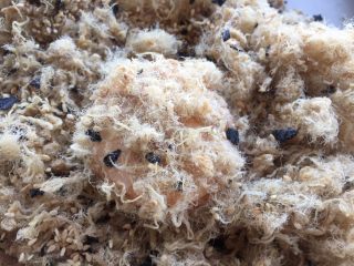 20、一口肉松小贝+#美食拔草大作战#,小贝的全身都裹上肉松。