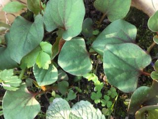 1、春季野菜~开胃酸辣折耳根（叶）,野折耳根