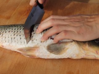 3、糖醋鱼,从上一个下刀处向后数2个关节的位置下直刀，然后向后片，再掀开鱼肉中间划一刀，依次类推改刀到鱼尾处