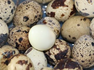 12、鹌鹑蛋水果沙拉,鹌鹑蛋趁热剥壳，这样容易多了