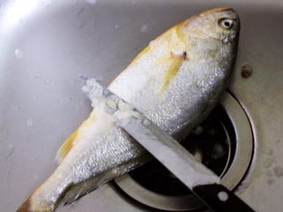 2、清蒸剁椒黄花鱼,用刀先去除黄花鱼的鱼鳞后洗净黄花鱼备用