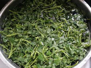 2、苜蓿香肠百叶卷,苜蓿摘去根头后放至清水浸泡10分钟左右洗净