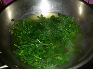 3、苜蓿香肠百叶卷,锅中水开加少许盐和食用油、放入苜蓿叶焯烫变色后捞出