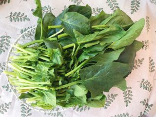 1、大力水手的最爱-炝拌菠菜,清洗好的菠菜沥干水份一分为二