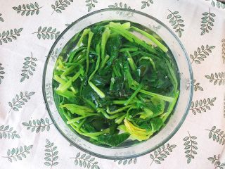 5、大力水手的最爱-炝拌菠菜,焯熟后立即捞起放入冰水中浸泡