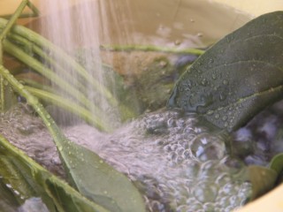 1、果仁菠菜,先洗净菠菜