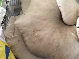2、不可思议的菜：脆炸平菇,大片大片的取出来，用柔软的抹布洗干净表面，再冲刷背面的缝隙污垢