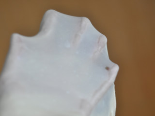 3、肉松面包,面团揉到完全扩展阶段后即可进行发酵