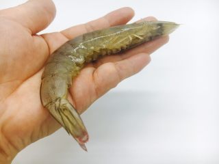 3、茄汁焖大虾,剪去虾的小爪