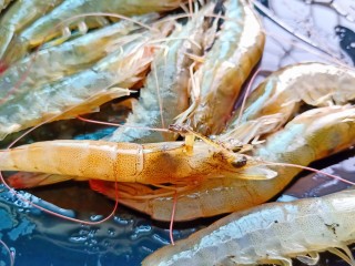 3、干锅西兰花,用剪刀剪去虾须和虾枪，用虾枪挑出虾味胃，牙签都省了。