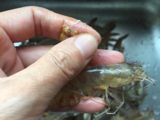 2、蒜蓉烤虾,去掉虾脑扯去虾线。