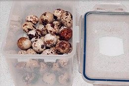 2、虎皮鹌鹑蛋红烧肉,把煮熟鹌鹑蛋装进密封盒里,加少许清水,盖上盖,上下左右摇晃盒子