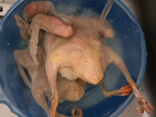 3、红枣枸杞乳鸽汤,焯烫过的乳鸽再用流水冲洗干净