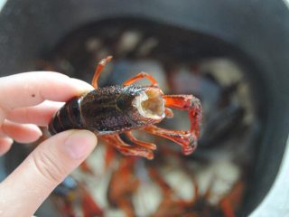 3、麻辣小龙虾,剪掉头部