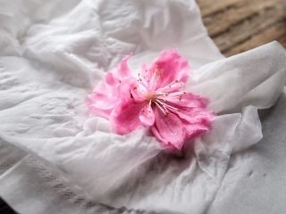 22、简单免打发的 桃花香草裸蛋糕,用纸吸一下花的水份