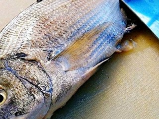 1、年年有鱼--清蒸海鲫鱼,先将鱼处理好