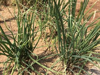 1、葱姜油,市面上有很多的葱，但是你知道我们需要什么样的葱做出来才香吗？那就是要选择小葱，头小叶小但是味道呛。这样的葱炸出来的葱油会更加的有味道